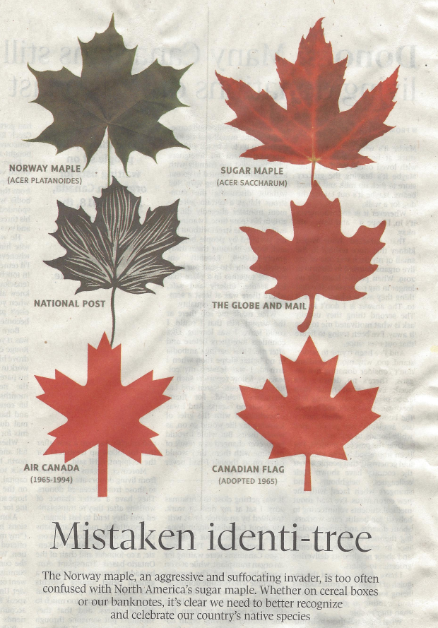 The Globe and Mail: The Norway maple is a bully, and shouldn't be confused  with the sugar maple tree