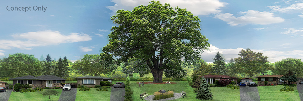 Preserving a 250 + Year Old Red Oak Tree in Toronto