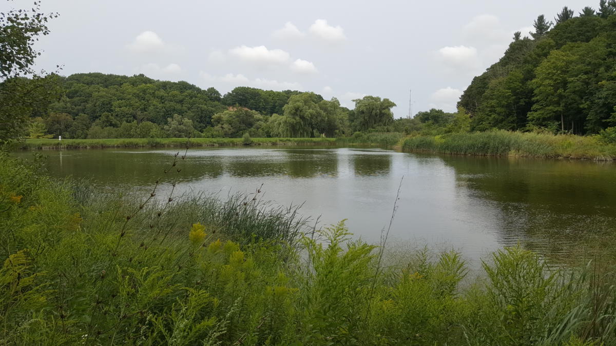 Earl Bales Storm-water Pond 2010