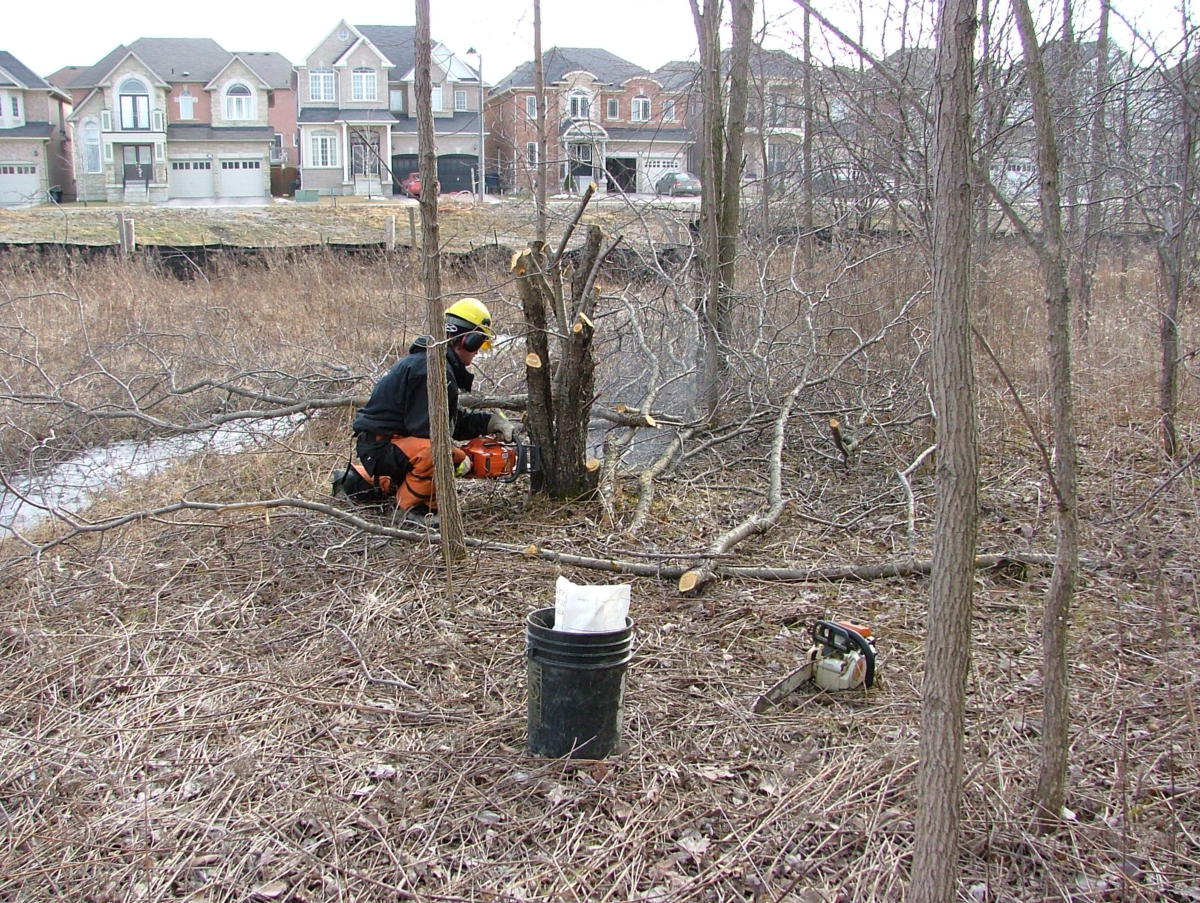 Buckthorn removal in the late fall.
