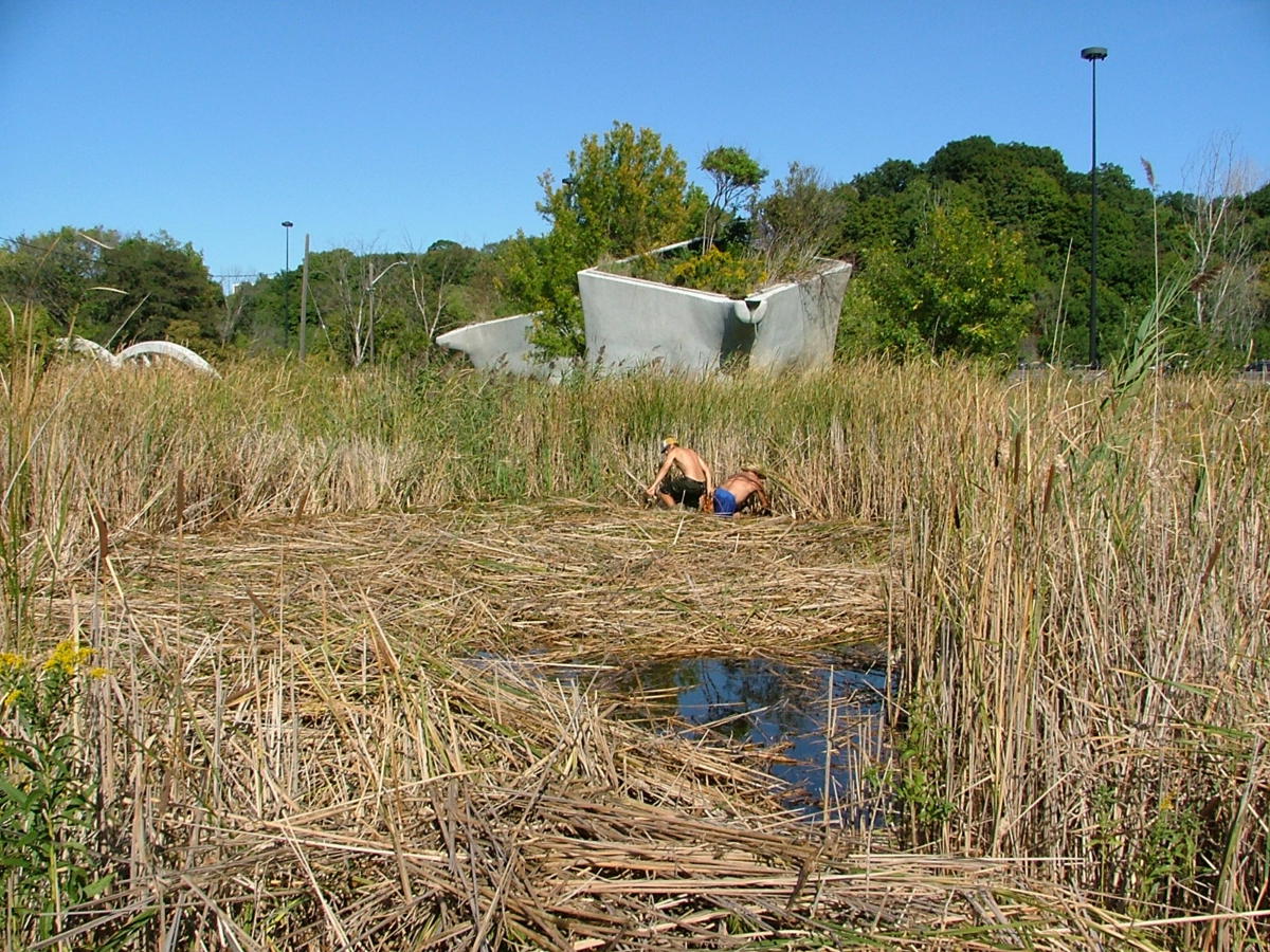 Our crew working in a marsh to control invasive Phragmites. 