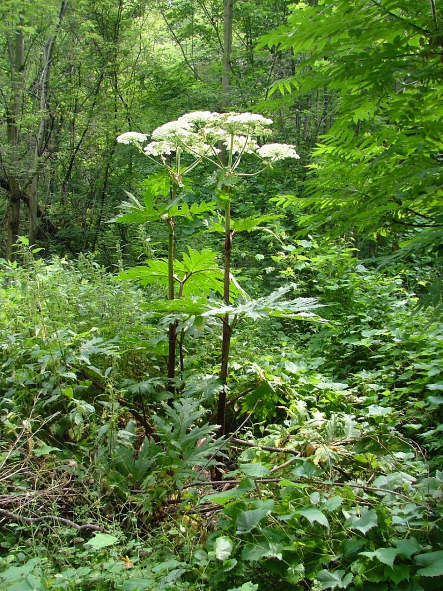 Removal of giant hogweed requires full protective clothing; extermination is best done by a professional. 