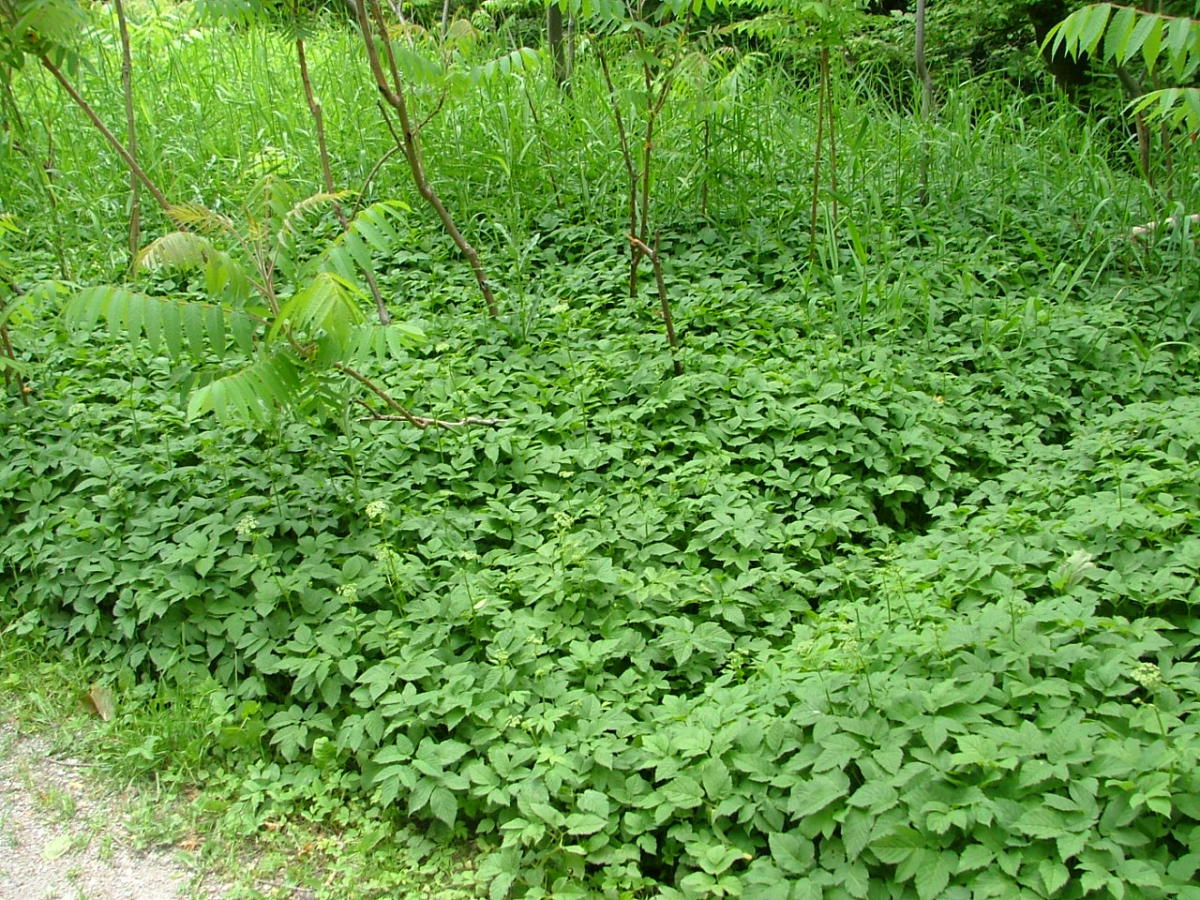 We provide removal of Goutweed, a vigorous spreading ground cover. 