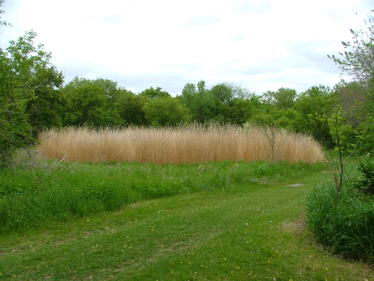 We can identify invasive species on your property like the Miscanthus featured in this photo and help you dispose of it before it spreads further.