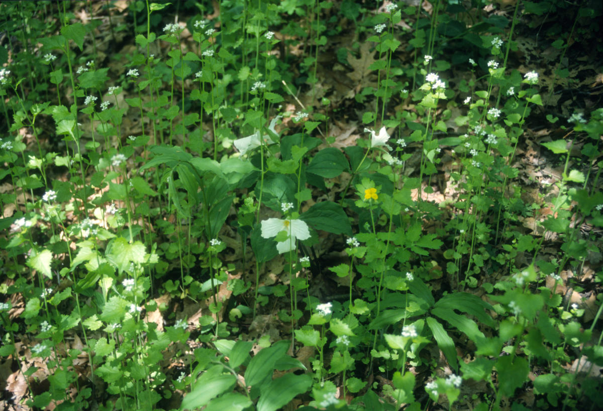 Invasive species compete with our native Ontario plants.  Here Garlic Mustard is invading a forest of White Trilliums and False Solomon's-seals.