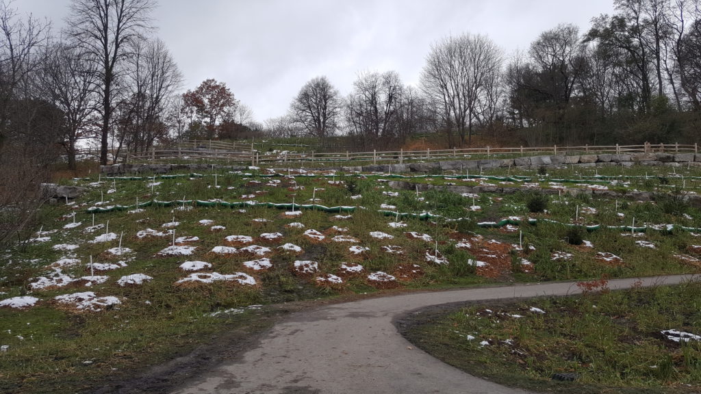chorley pk 2 20181117 141117 1024x576