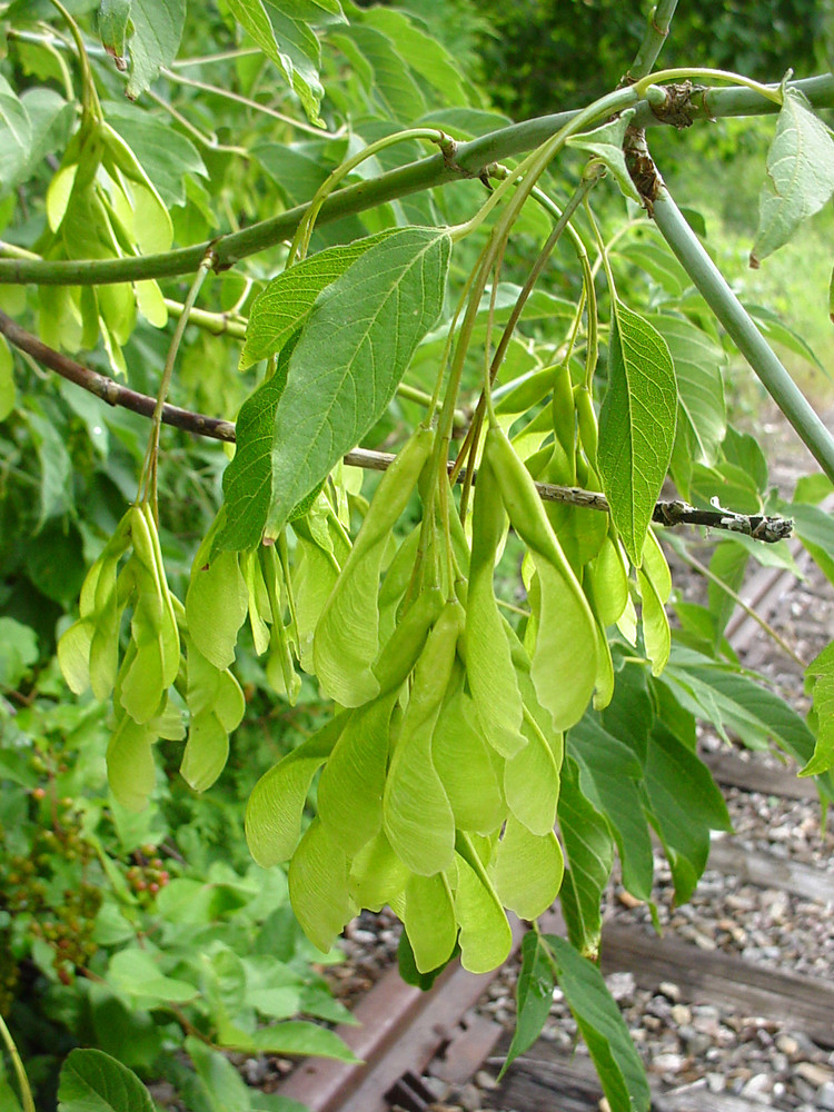 acer negundo violaceum fr gmittelhauser b