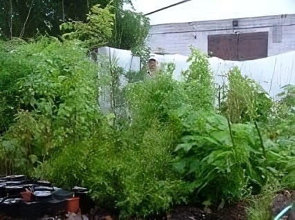 upscalemedia transformed