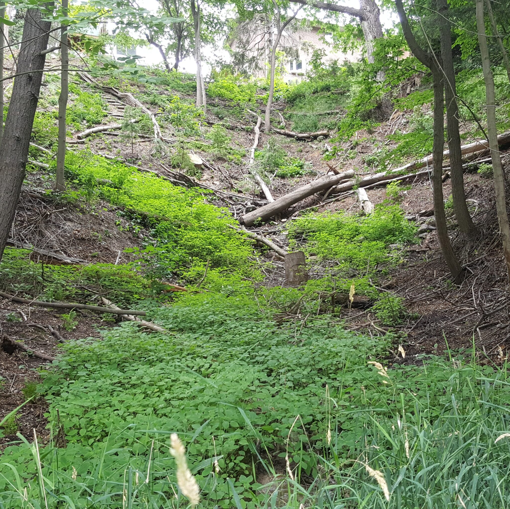 Urban Ravines Urban Forest Associates Inc. | UFORA
