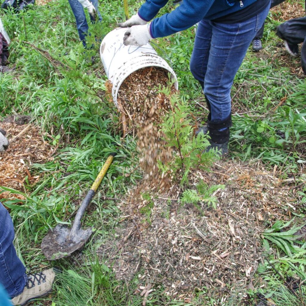 tree planting