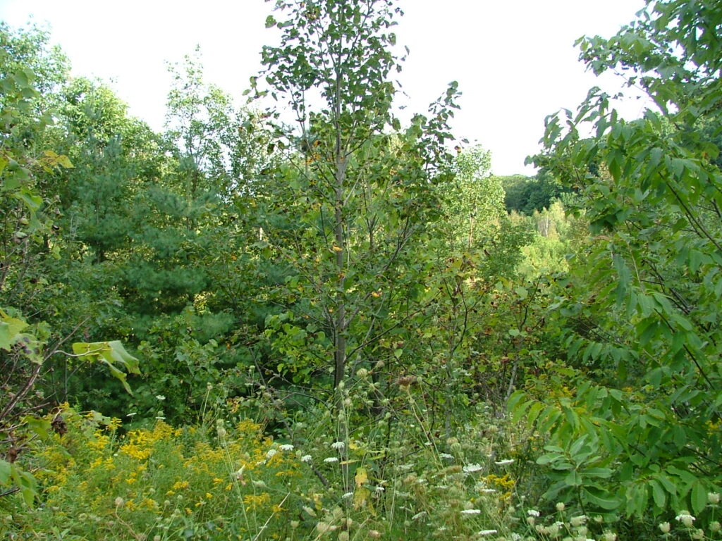 2008 0911image0012