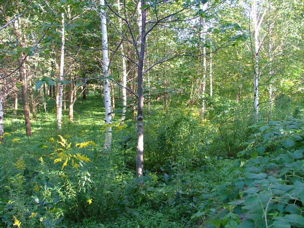 2008 0911image0015