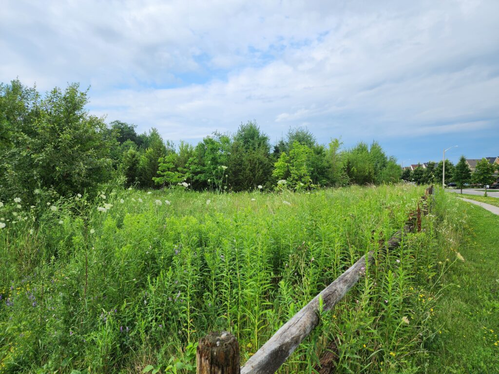 2009 site in 2024