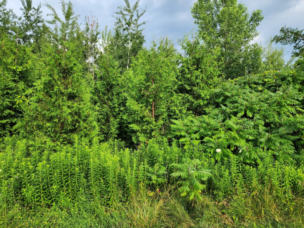 2010 planting site in 2024 close up