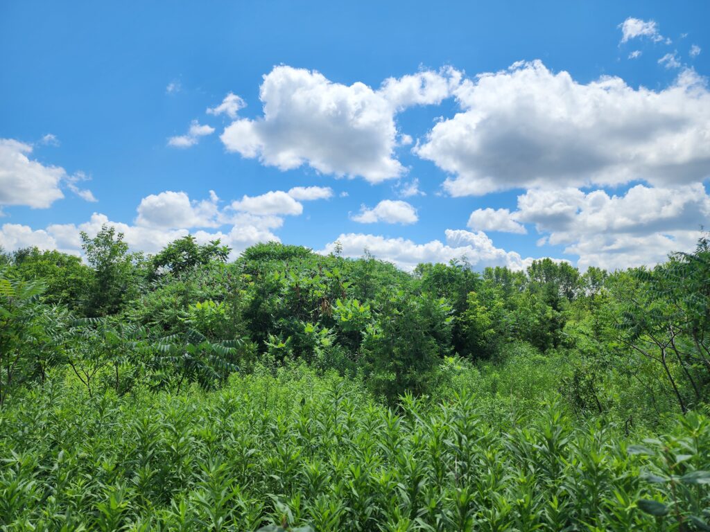 2016 site in july 2026