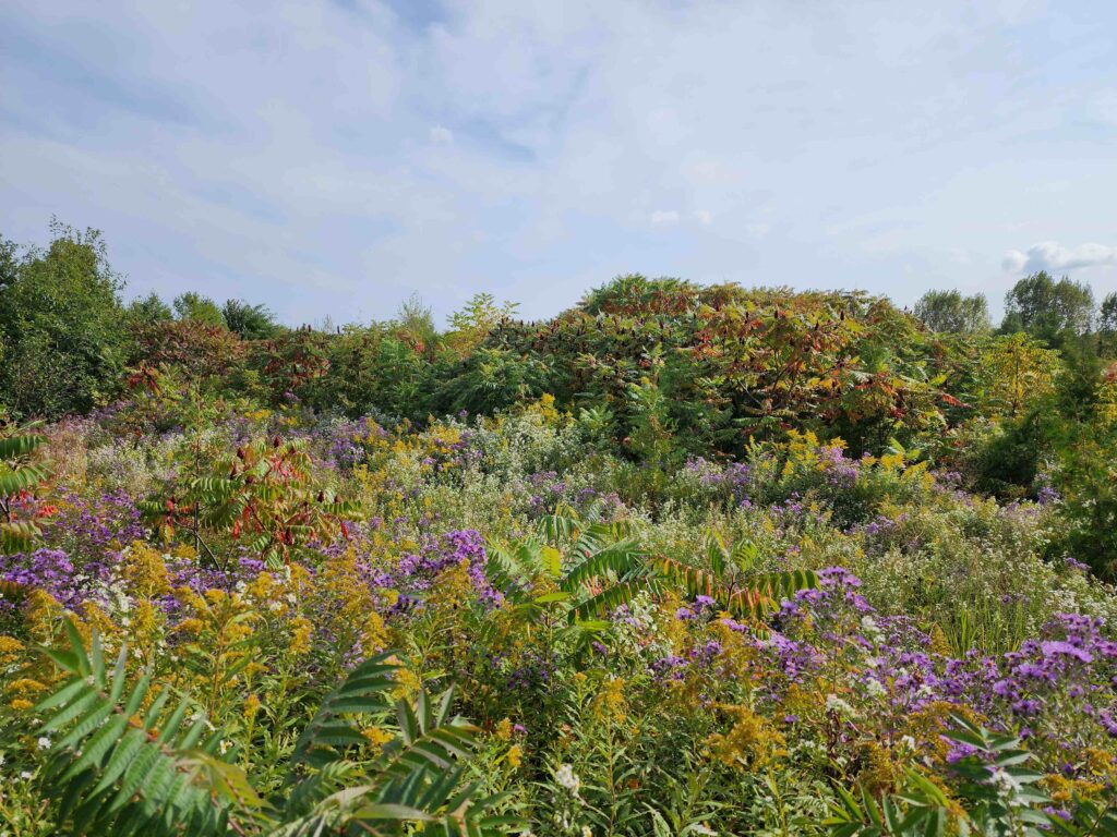 2016 site in fall 2023